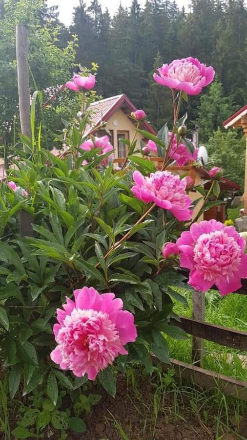 Forest Vibes Spa Cîmpu lui Neag Esterno foto
