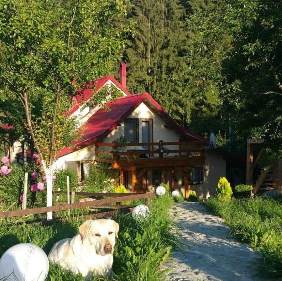 Forest Vibes Spa Cîmpu lui Neag Esterno foto