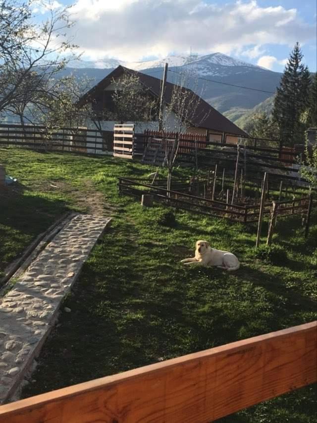 Forest Vibes Spa Cîmpu lui Neag Esterno foto