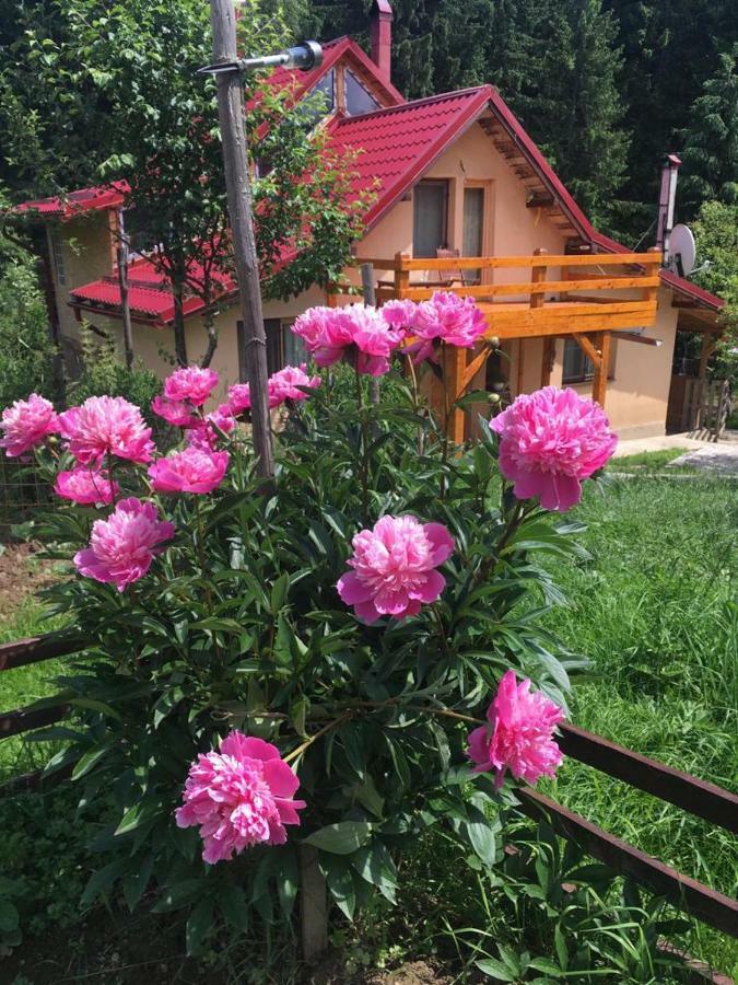 Forest Vibes Spa Cîmpu lui Neag Esterno foto