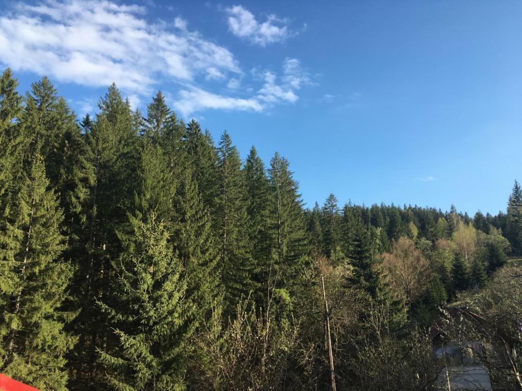 Forest Vibes Spa Cîmpu lui Neag Esterno foto