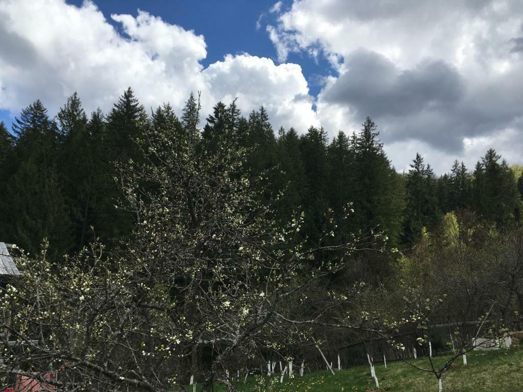 Forest Vibes Spa Cîmpu lui Neag Esterno foto